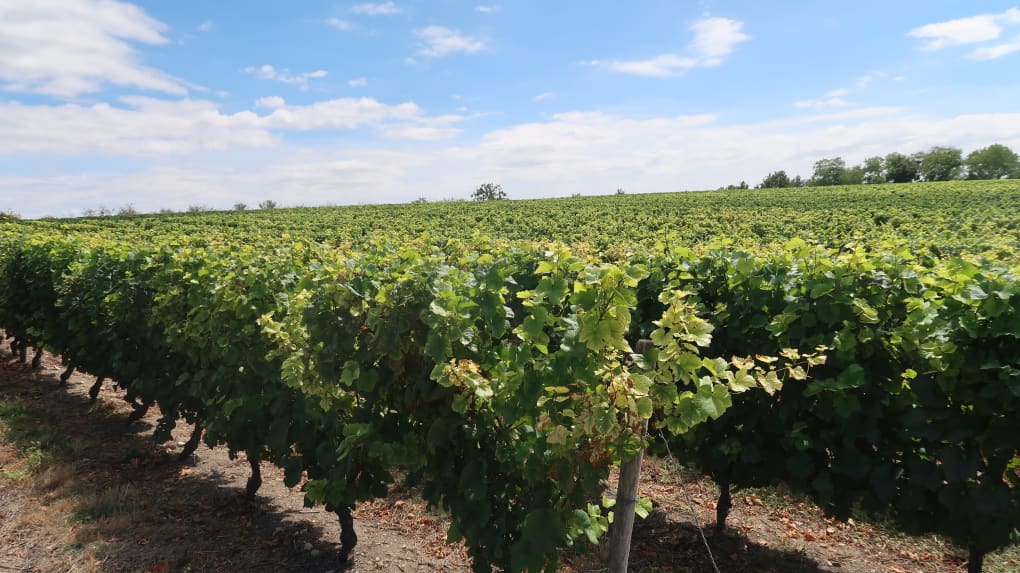 Marathon de Tours : découvrez le parcours entre vignobles, Loire et patrimoine historique. Analyse complète et infos clés.