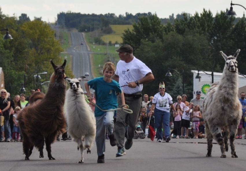Man vs Horse Marathon, quand l'humain se mesure aux équidés