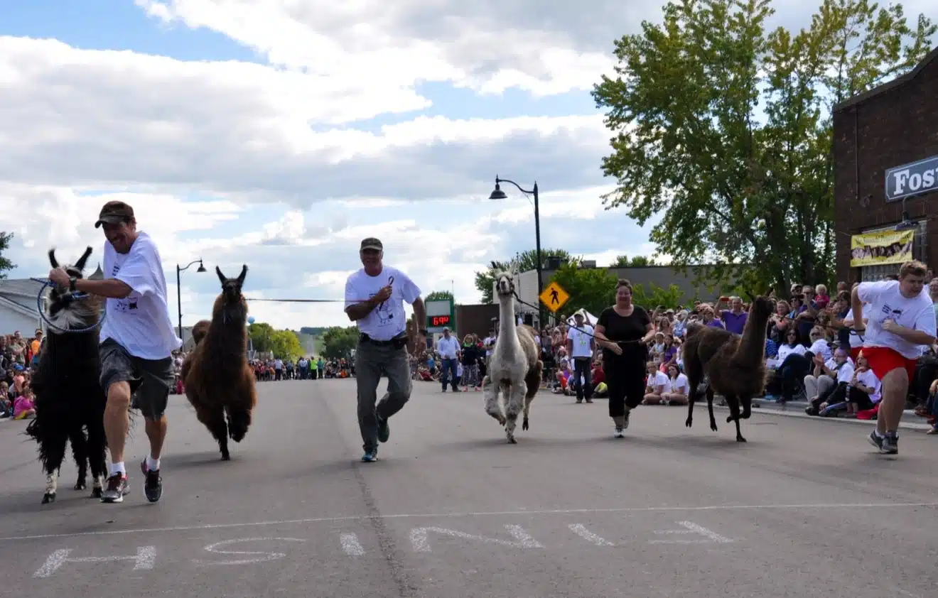 Man vs Horse Marathon, quand l'humain se mesure aux équidés